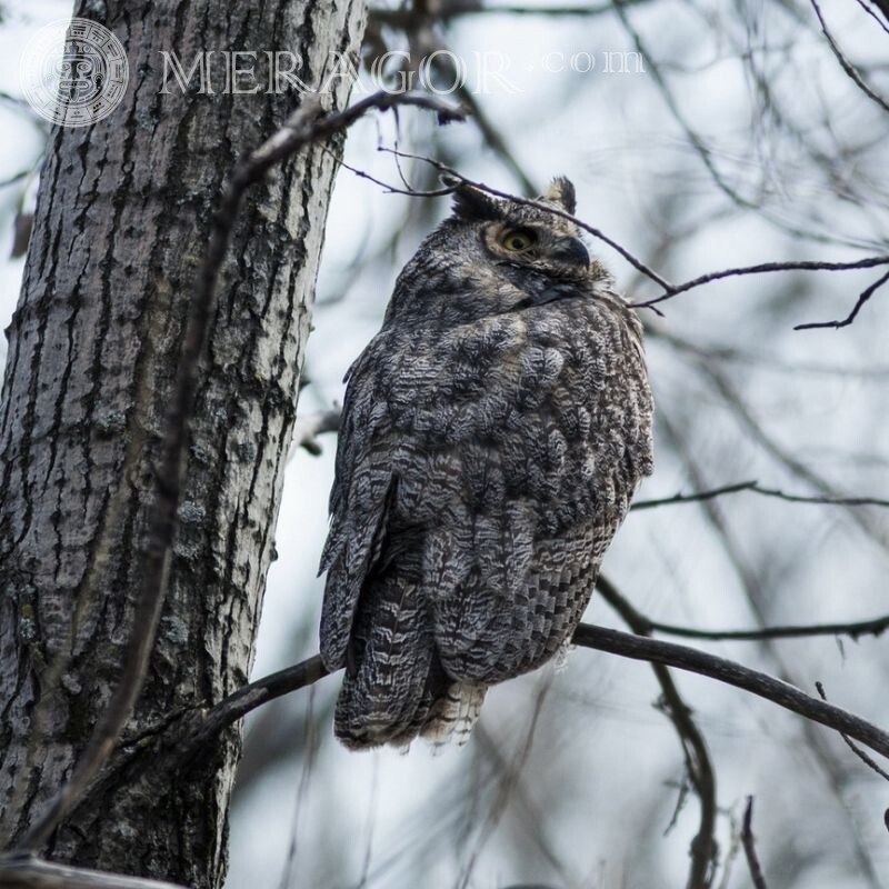 Photo of an owl for icon Birds