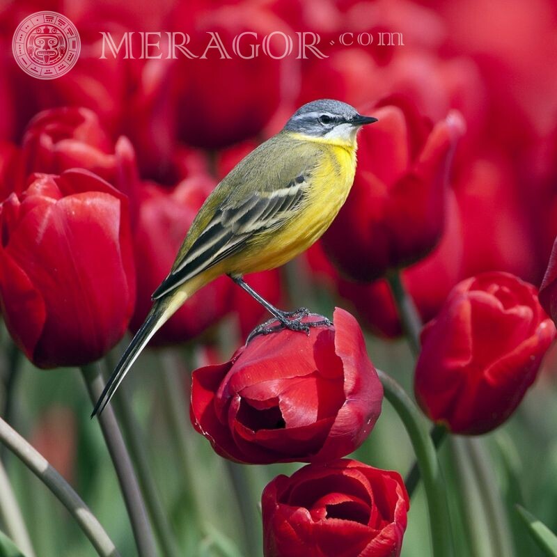 Beautiful icon with a bird Birds Flowers