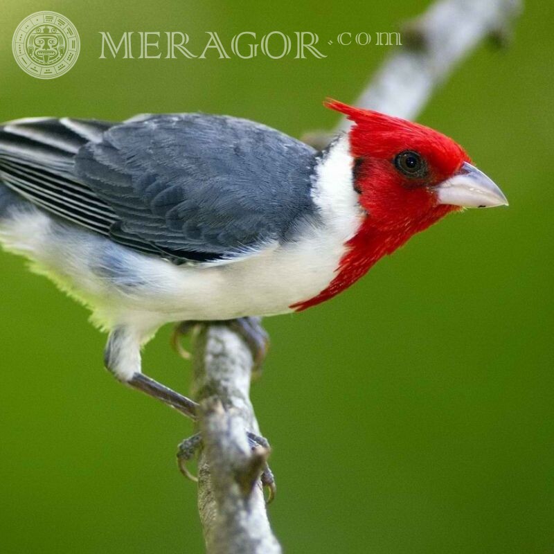 Download photo of bird for icon Birds