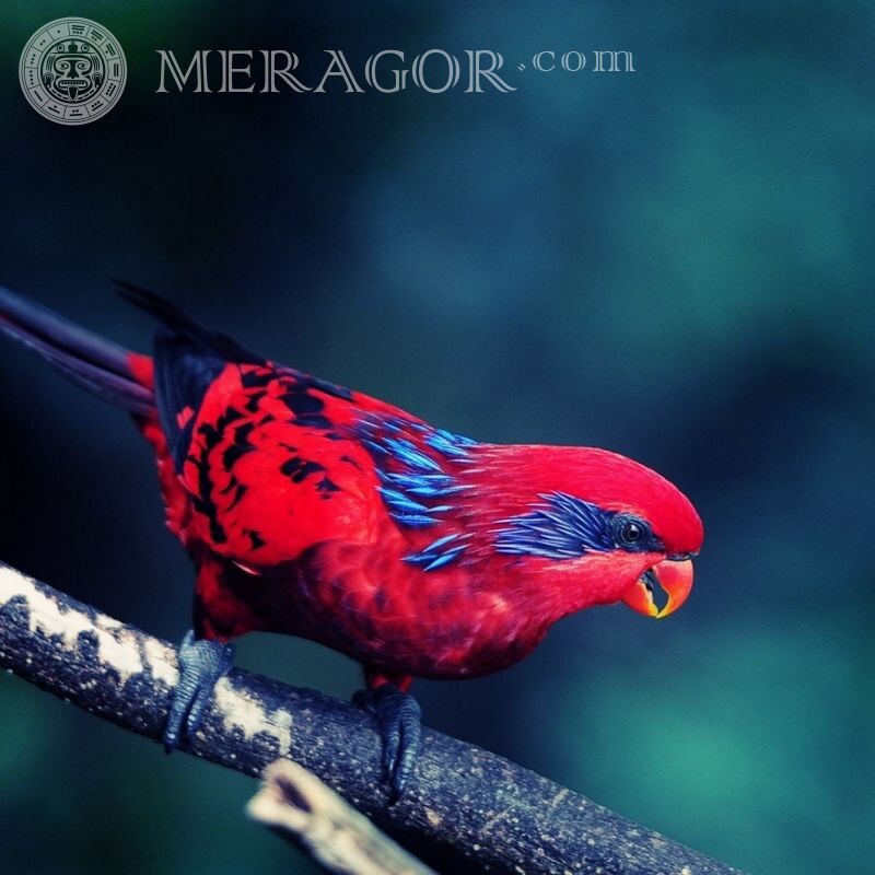 Foto do papagaio no avatar Aves