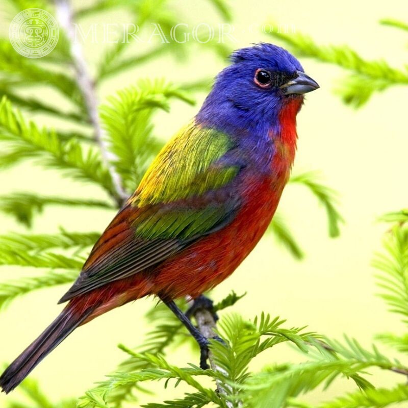 Фото птицы на аватар Птицы