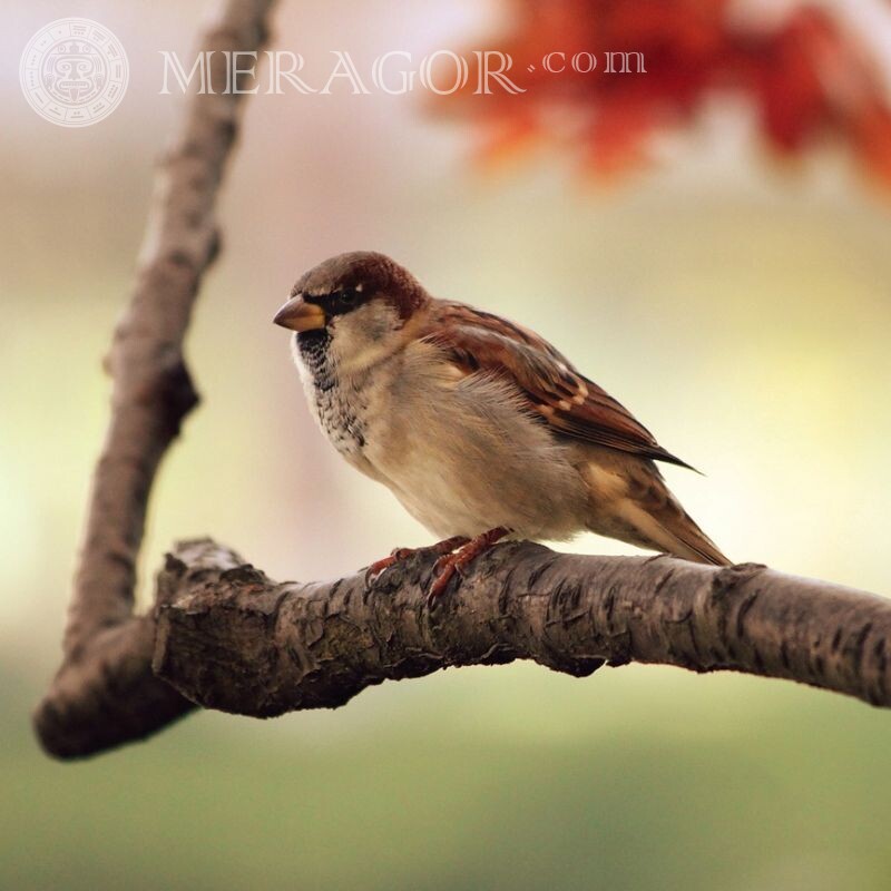 Sparrow for icon Birds