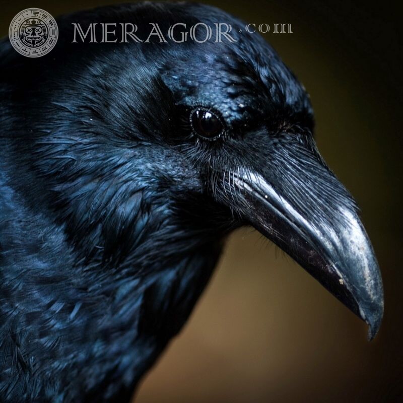 Corbeau noir sur avatar Oiseaux