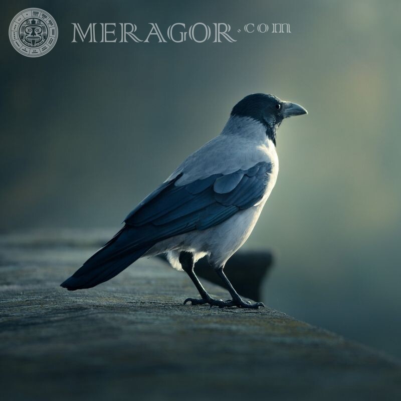 Photo de corbeaux sur avatar Oiseaux