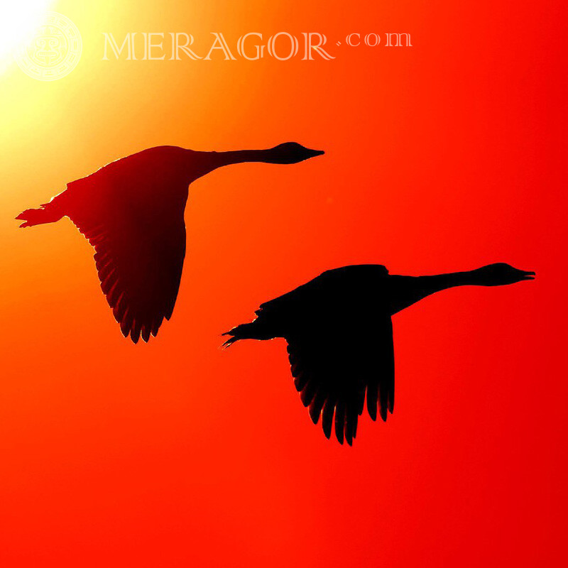 Два гуся на оранжевом фоне картинка  Птицы