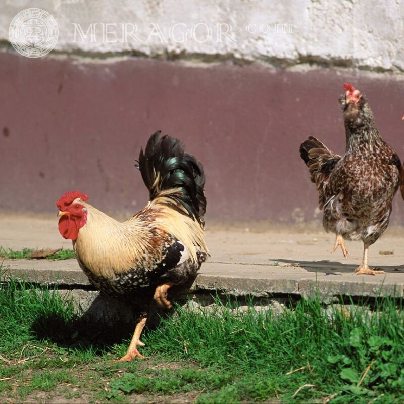 Foto de galo e galinha para avatar Aves