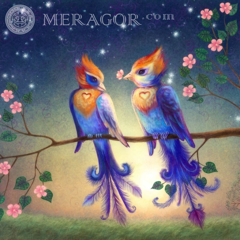 Um par de pássaros, avatar sobre o amor O amor Aves