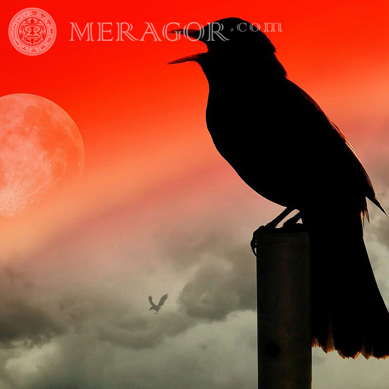 Небо луна зарево чёрная птица фотка Птицы