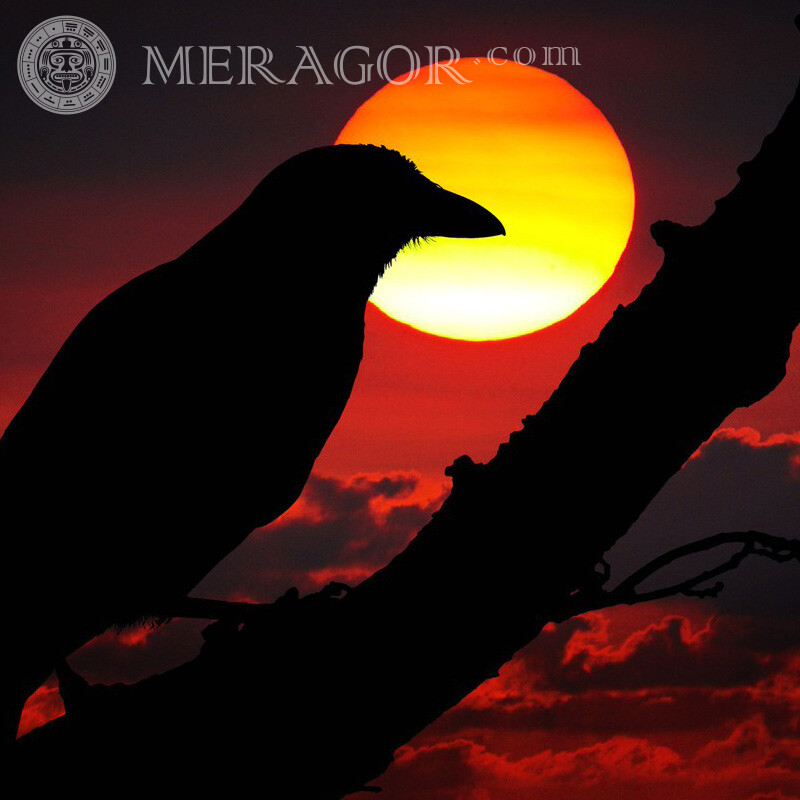 Nuvens de corvo preto sol multicolorido Aves