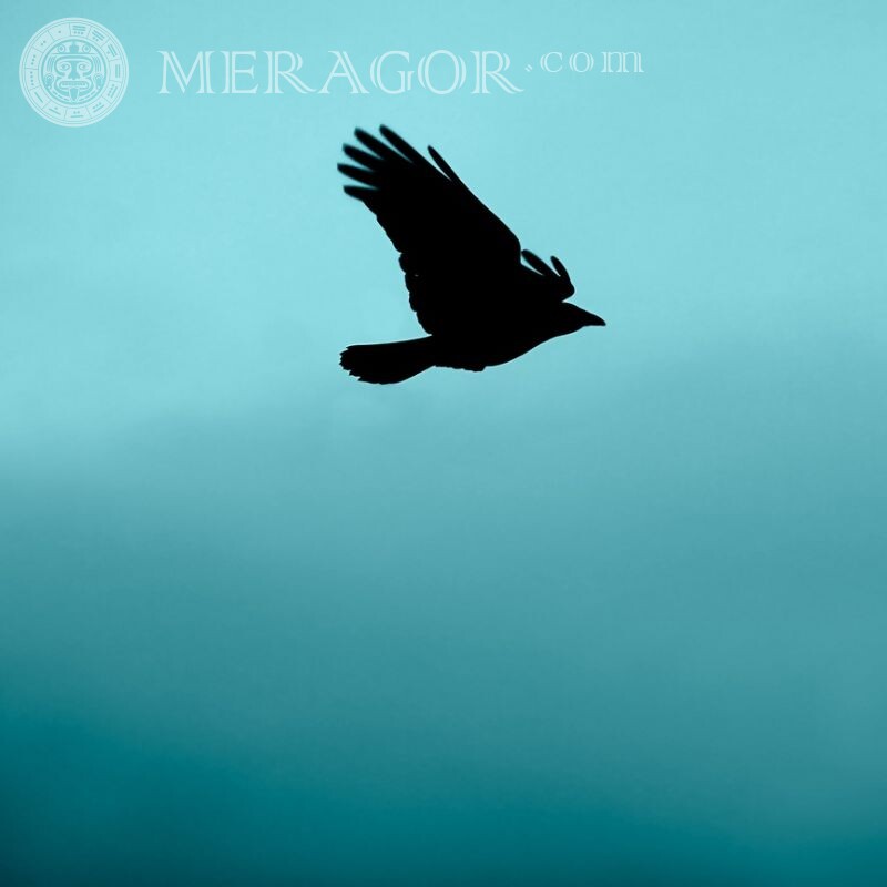 Photo de silhouette d'oiseau sur avatar Oiseaux
