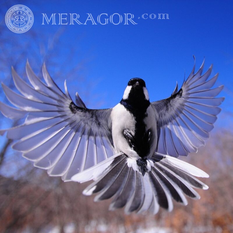 Полет птицы красивое фото на аватар Птицы