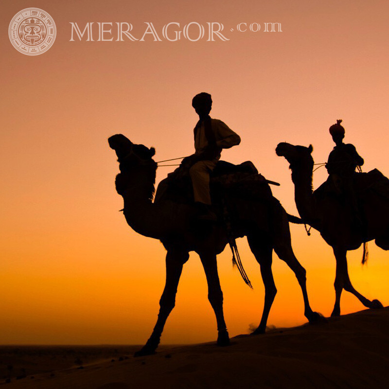 Beduinos en una imagen de camello Otros animales
