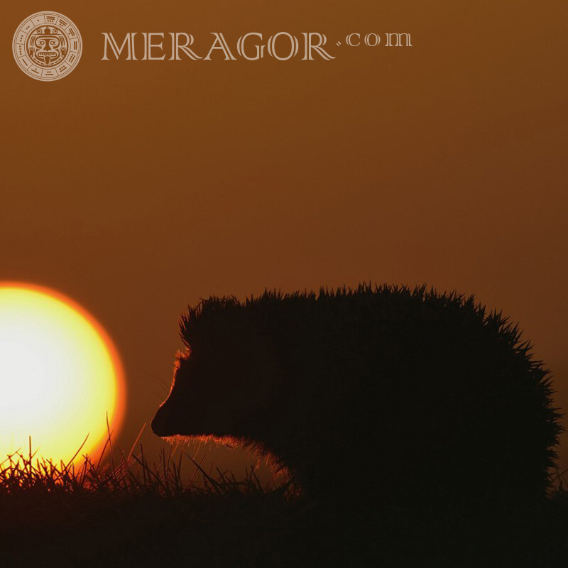 Silhouette of a hedgehog at sunset Other animals