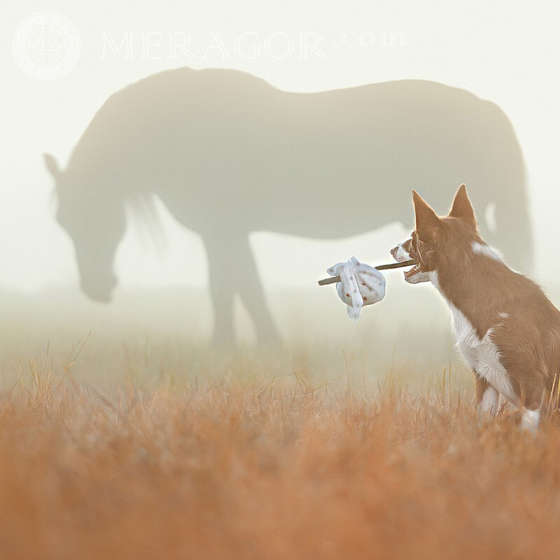 Cão e cavalo no meio do nevoeiro em um perfil Cavalo Cão