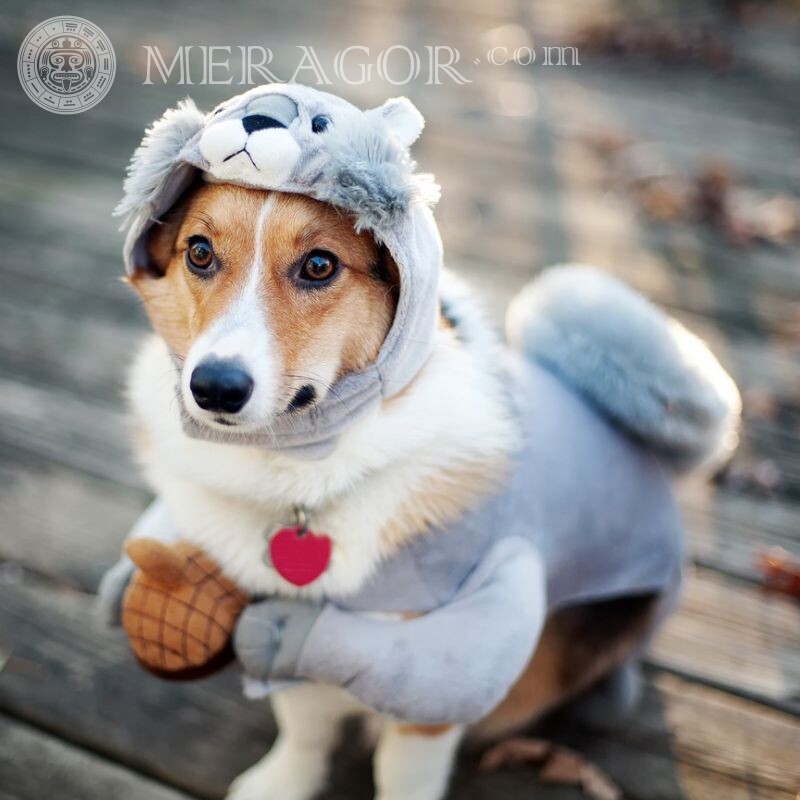 Funny icons dog in a squirrel costume Dogs Funny animals