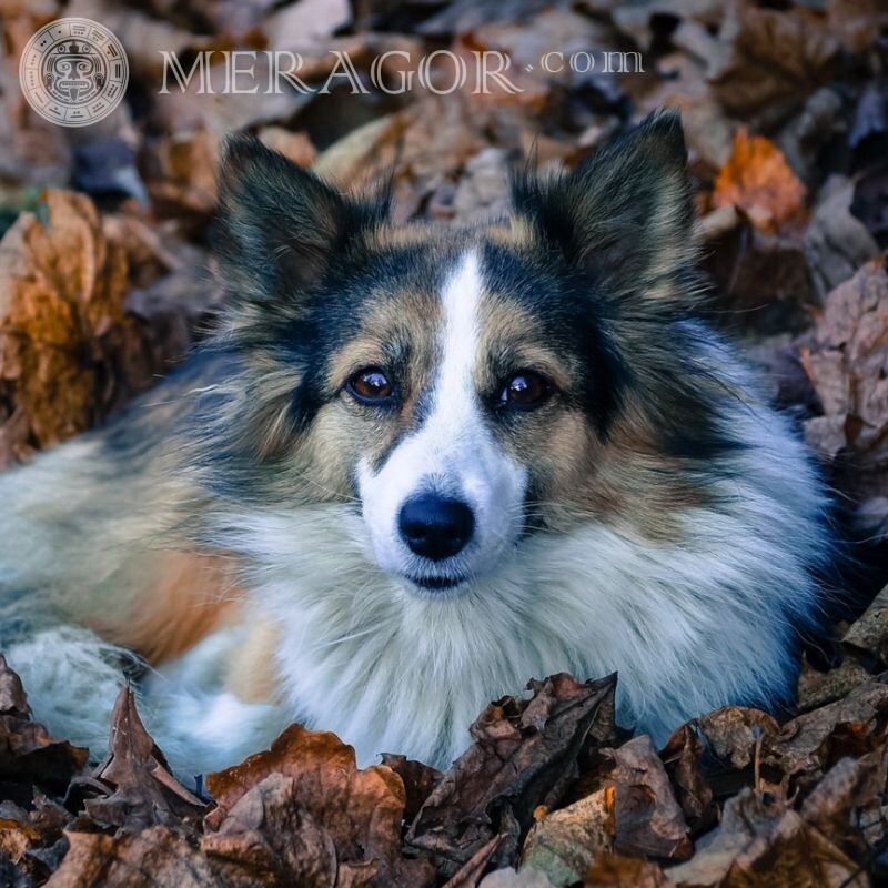 Beautiful picture of a dog for icon Dogs