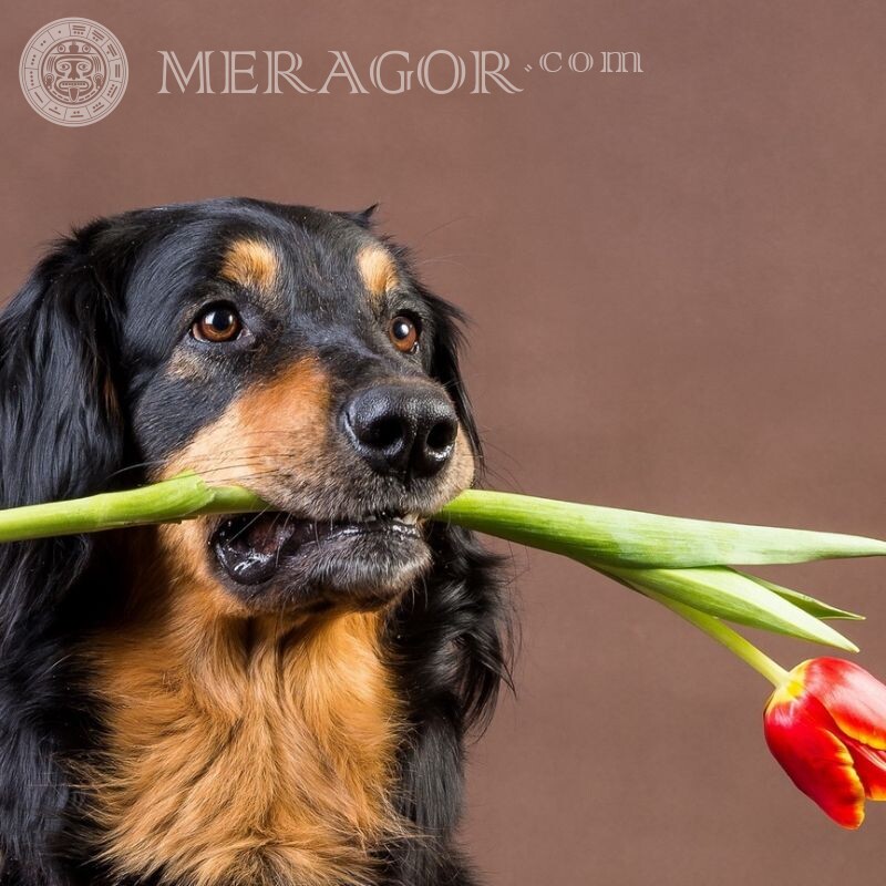 Download icon dog with a flower Dogs Flowers