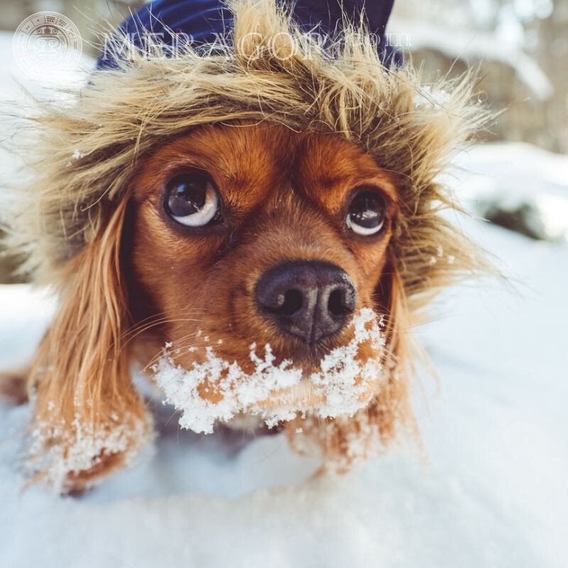 Прикольна ава собаки в снігу Пес Смішні тварини