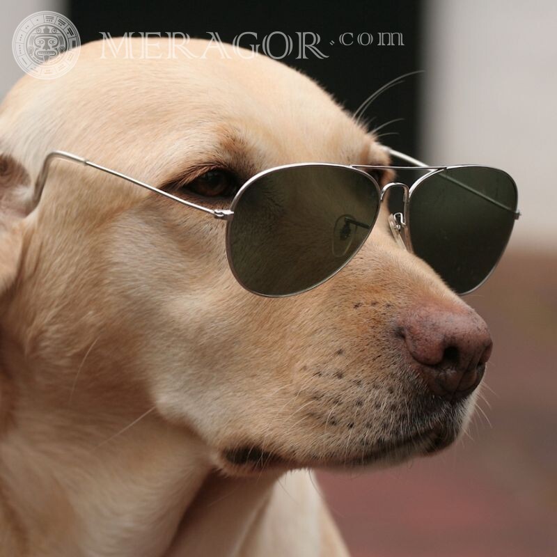 Télécharger la photo chien avec des lunettes sur avatar Chiens