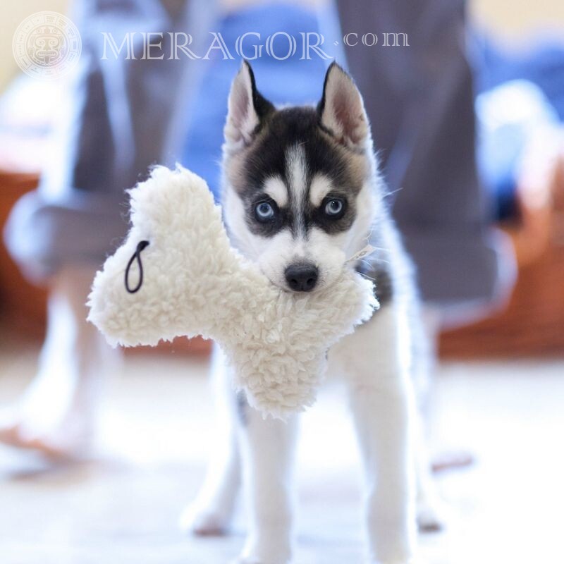 Photo for icon puppy husky Dogs