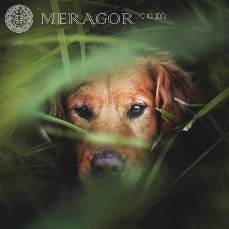 Laden Sie das Hundefoto auf Instagram Avatar herunter Hunde