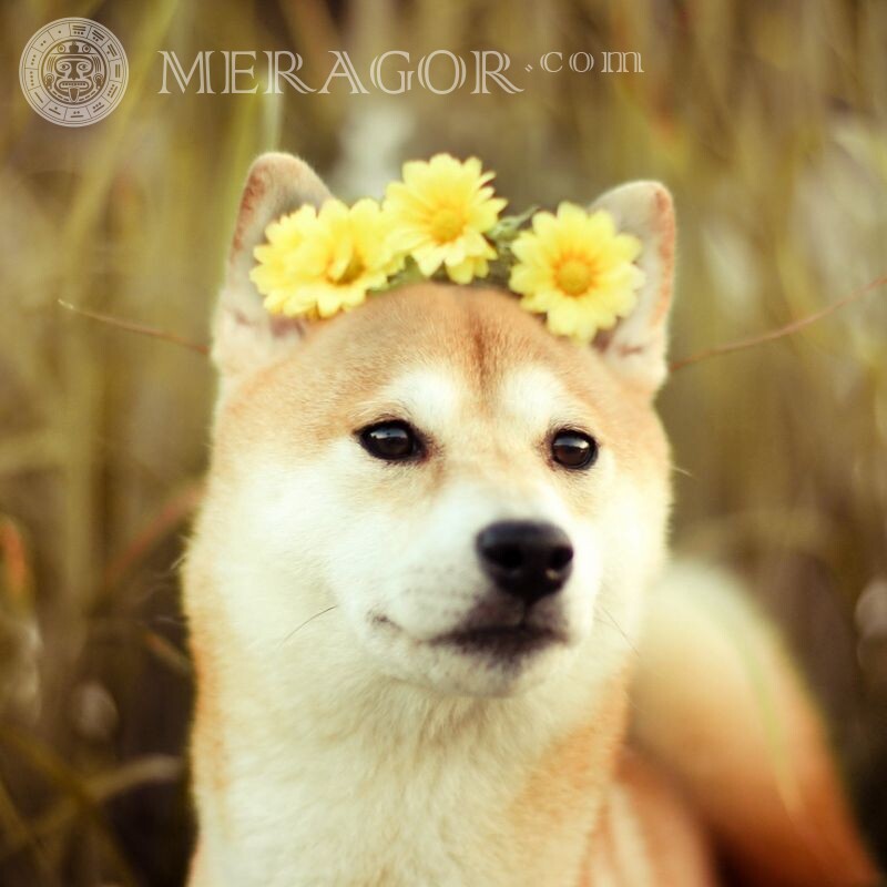 Собака і квіти фото на аву Пес Квіти