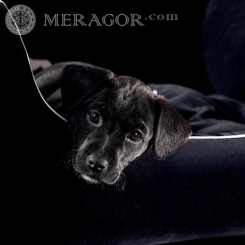 Download dog photo for avatar | 0 Dogs