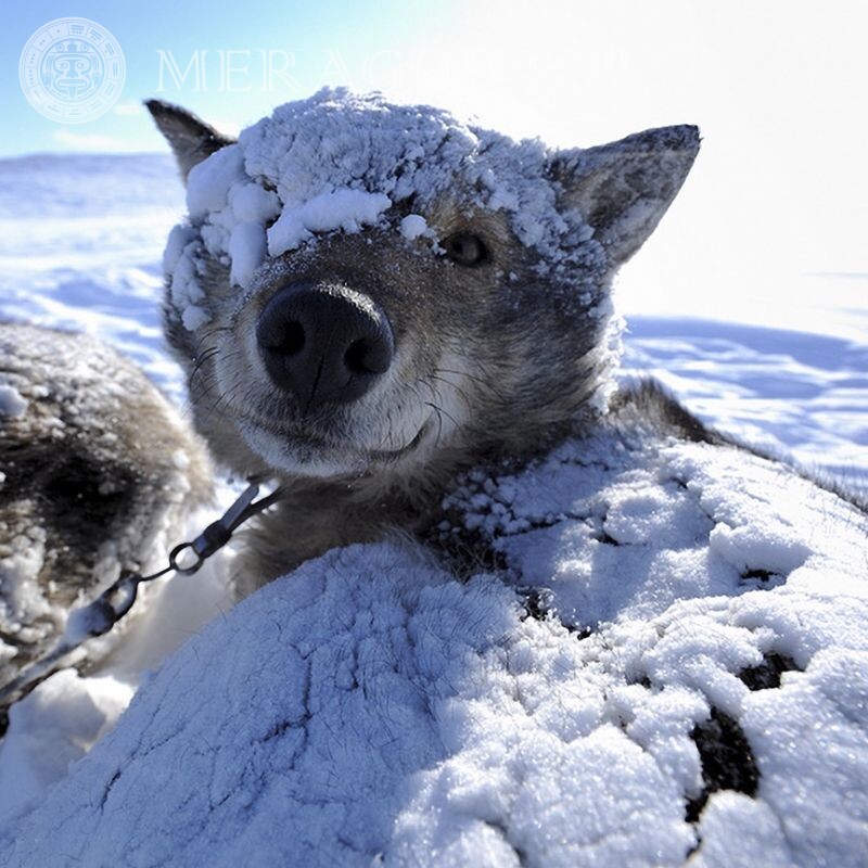 Lustiger Avatar mit einem Hund im Schnee Hunde Lustige Tiere