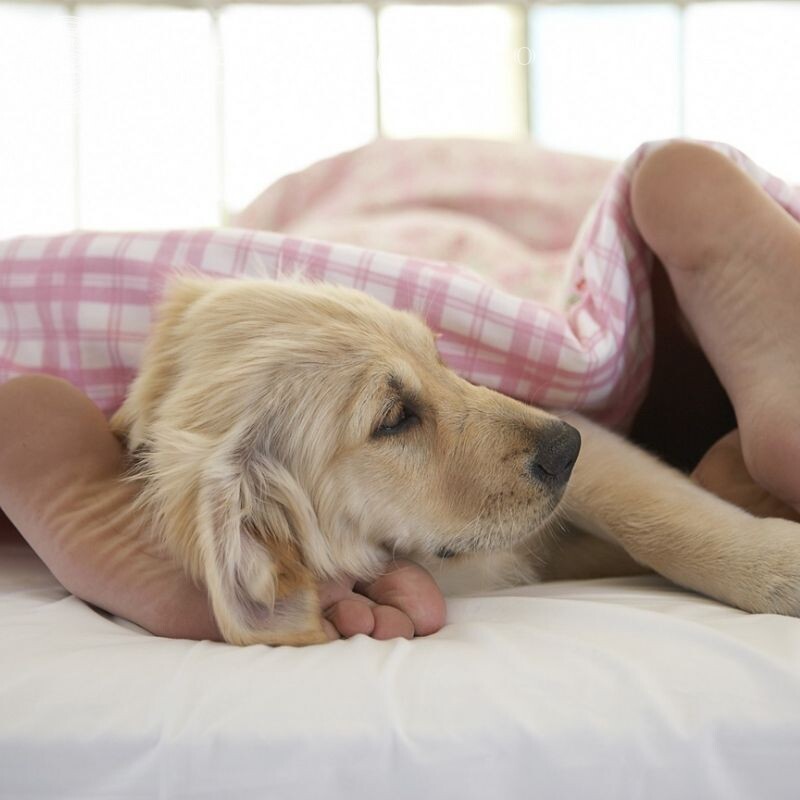 Аватар с собакой под одеялом Собаки