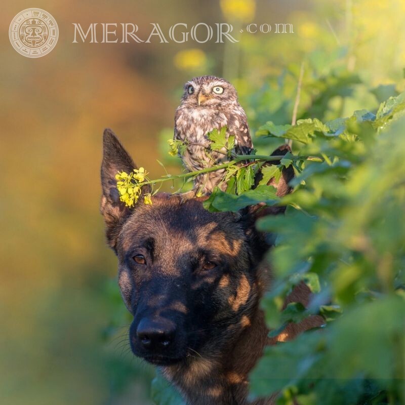 Собака і сова фото на аву Птах Пес