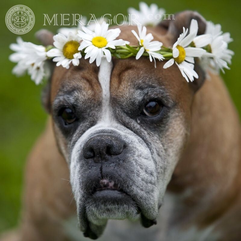Funny dog ​​with flowers Dogs Flowers