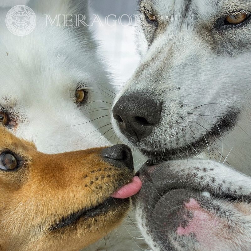 Avatares com cachorros, covers de amizades Cão