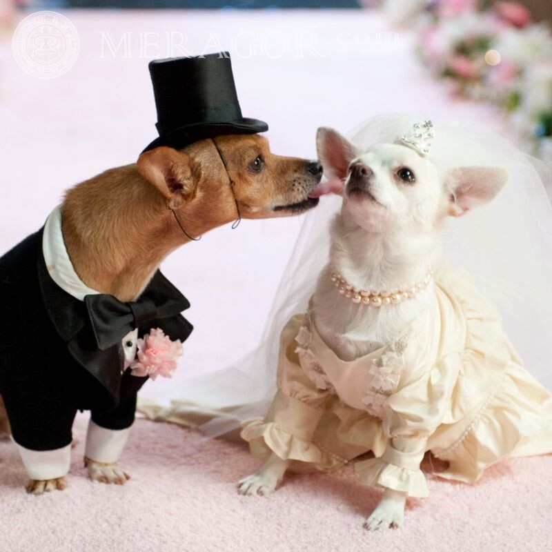 Foto de cachorro de noiva e noivo para avatar Cão