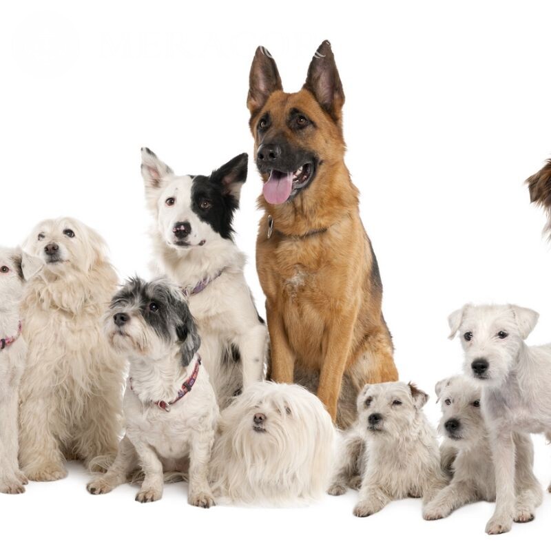 Photo de nombreux chiens sur avatar Chiens