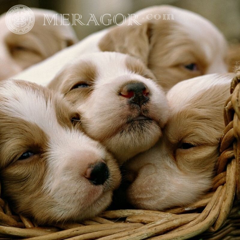 Cute puppies for icon Dogs