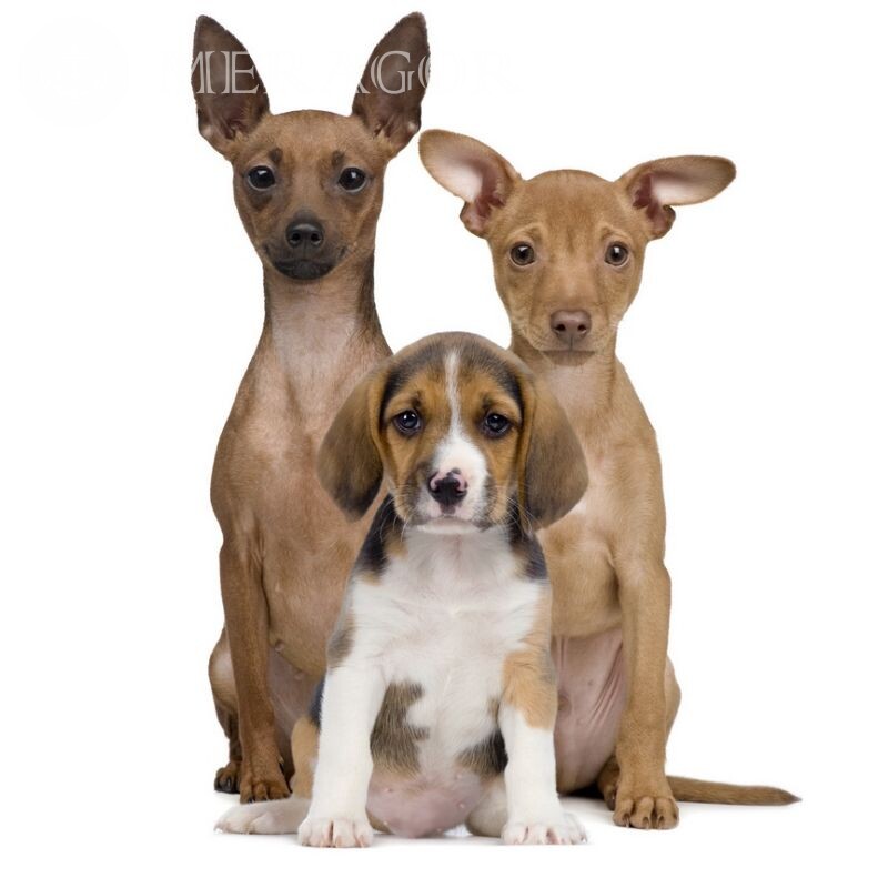 Download de fotos de cachorros no avatar Cão
