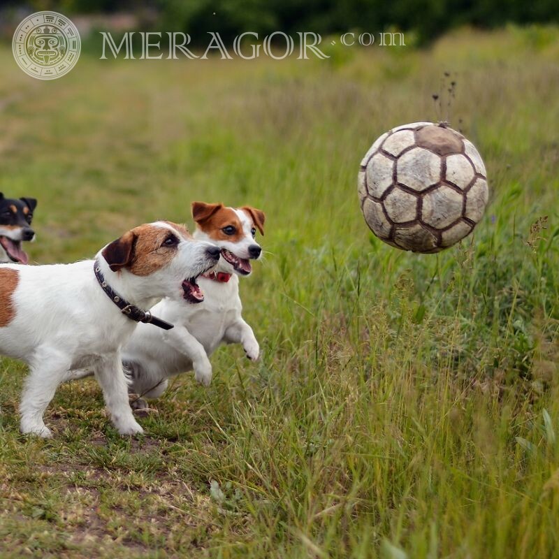 Foto de perros avatar jugando al fútbol Cánido