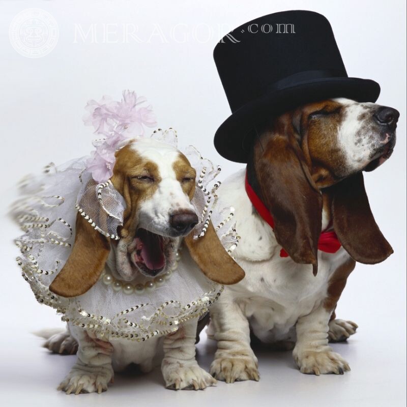 Lustiges Foto von Hunden Braut und Bräutigam Hunde