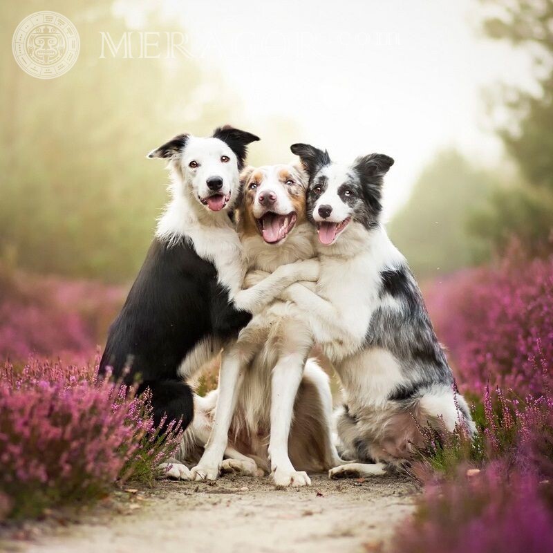 Avatares com cachorros sobre amizade Cão