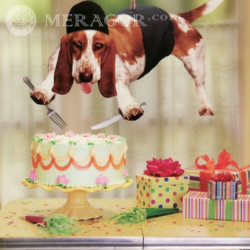 Прикольная фотка с собакой на аву про День рождения Праздники Собаки Смешные животные