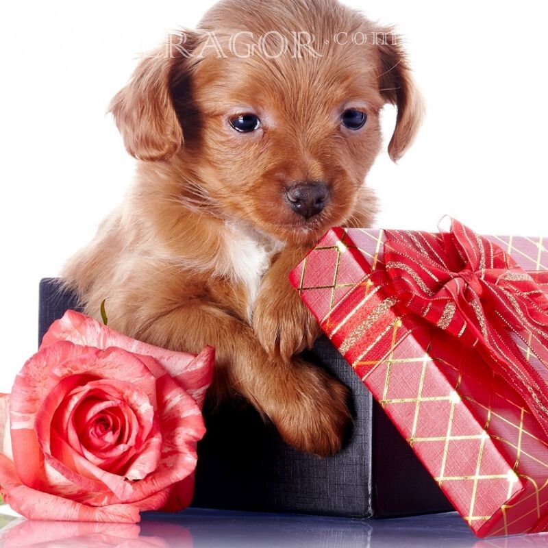 Download puppy photo for avatar Dogs