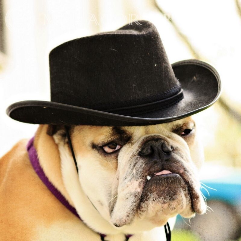 Бульдог в шляпе фото на аву Собаки