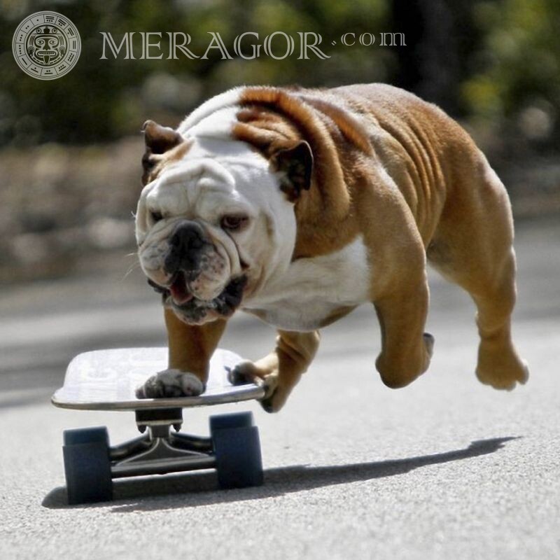 Photo of the bulldog on the avatar Dogs Funny animals