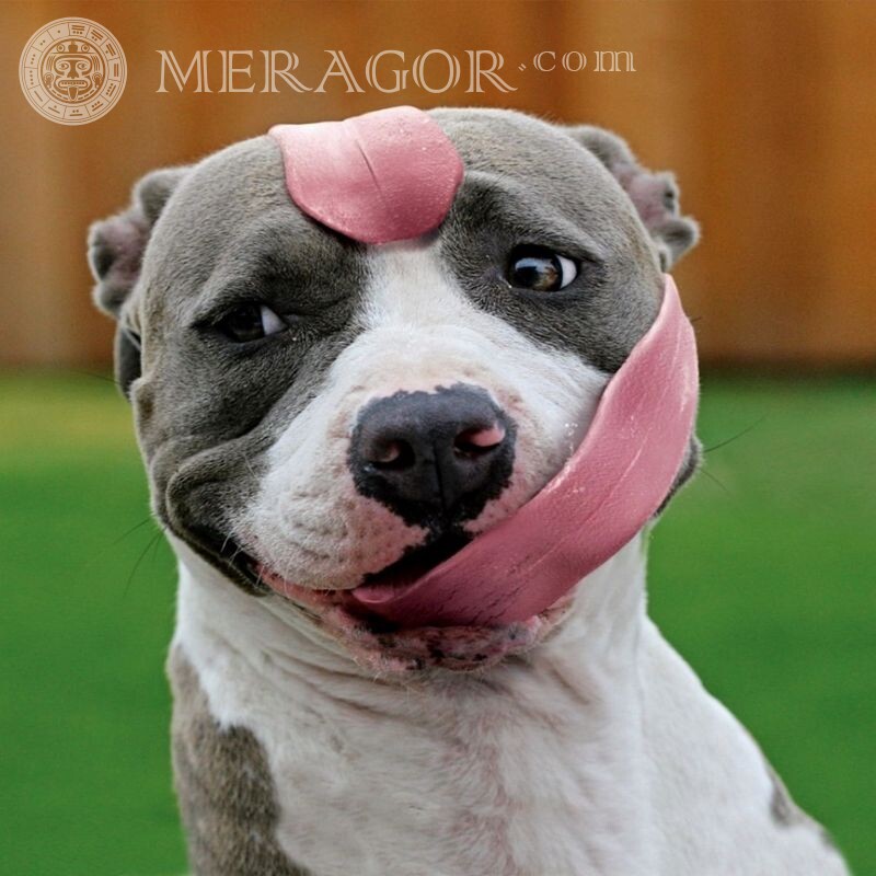 Funny photo of a dog for icon Dogs