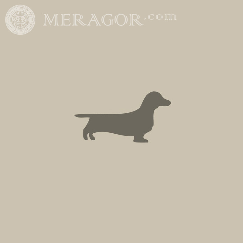 Dog dachshund for social network Dogs