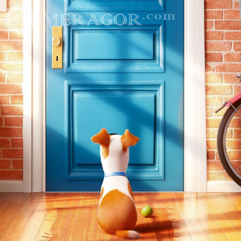 Max for icon The Secret Life of Pets Cartoons Dogs