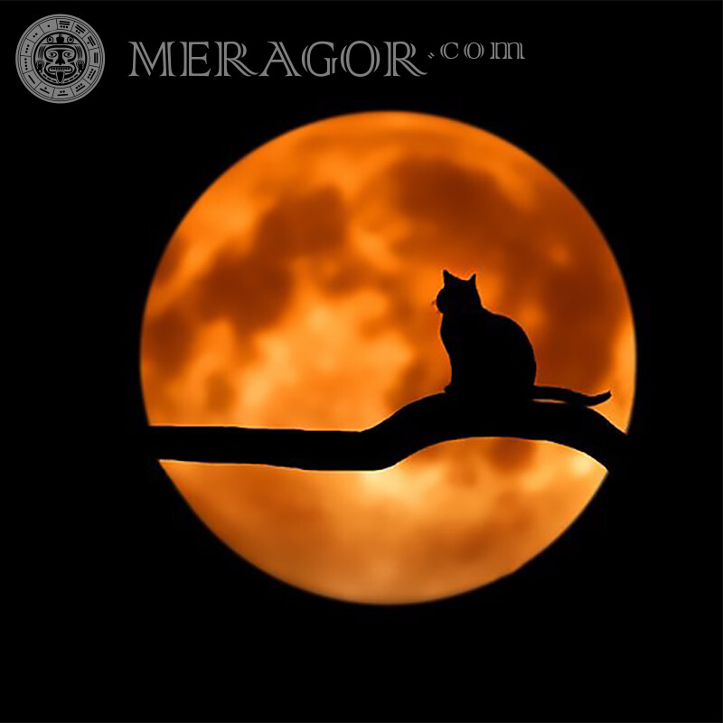 Lune et chat sur l'arbre sur le profil Chats