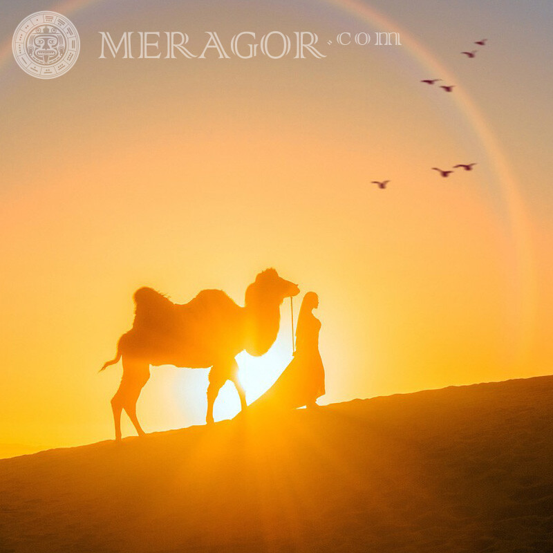 Tarde en el desierto chica con un camello a cuenta Otros animales