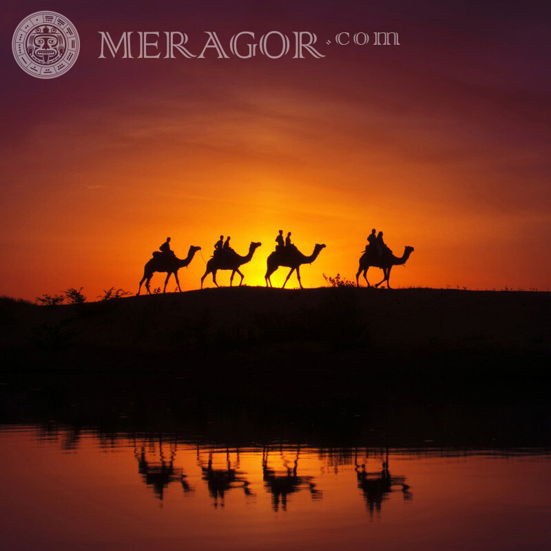 Caravane de chameaux et leur reflet sur la page Autres animaux