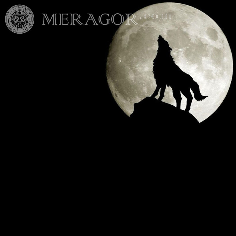 Волк воет на луну на аватарку Собаки Другие животные